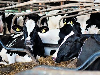 Die Alta 4-EVENT COW