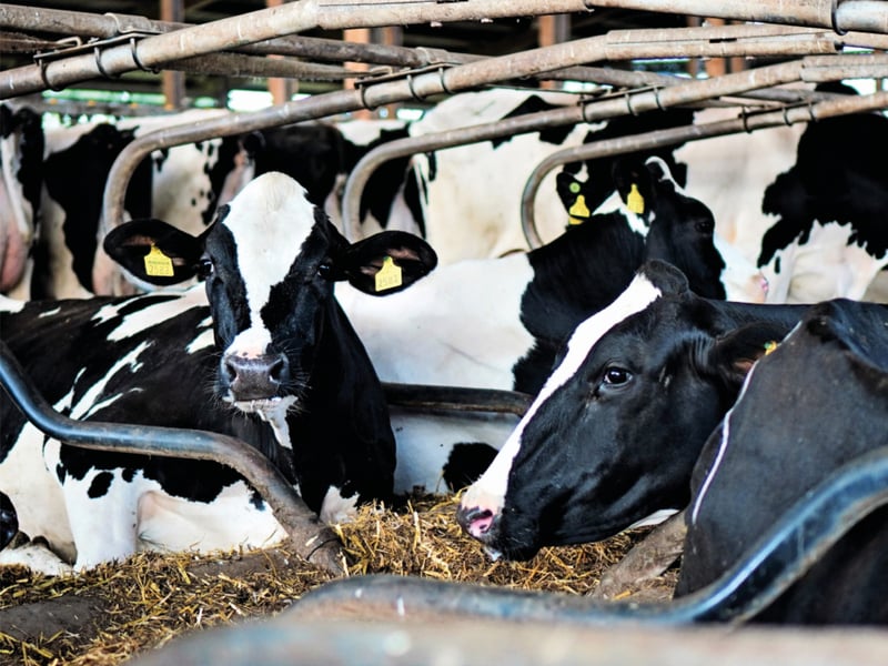 Die Alta 4-EVENT COW