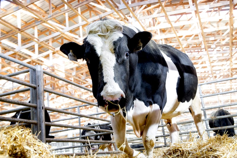 Bullenfruchtbarkeit macht den Unterschied