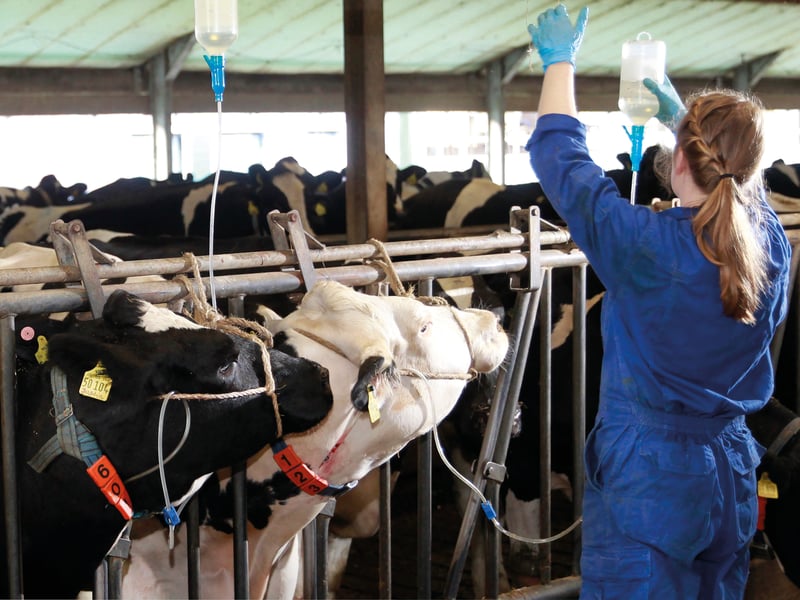 Milchfieber kommt selbst in den besten Herden vor