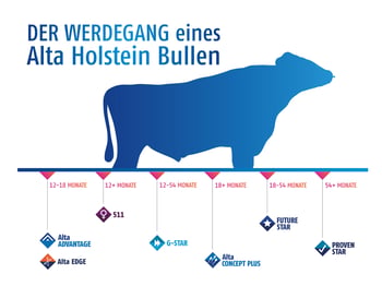 Der Werdegang eines Alta Bullens